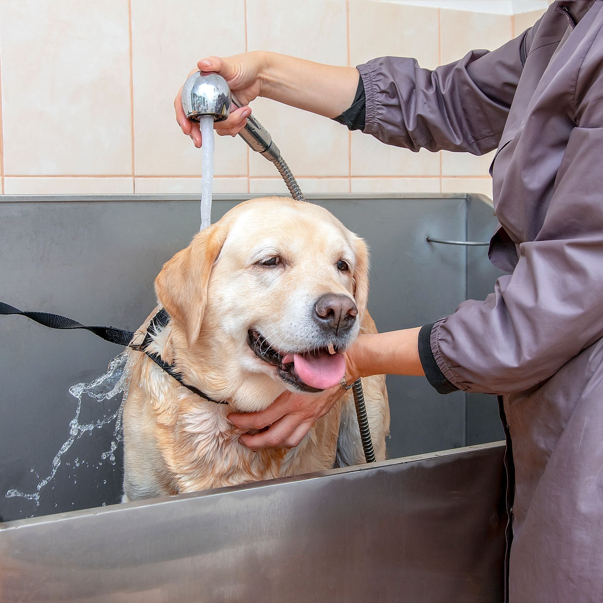 A person is washing a dog in a bathtub
