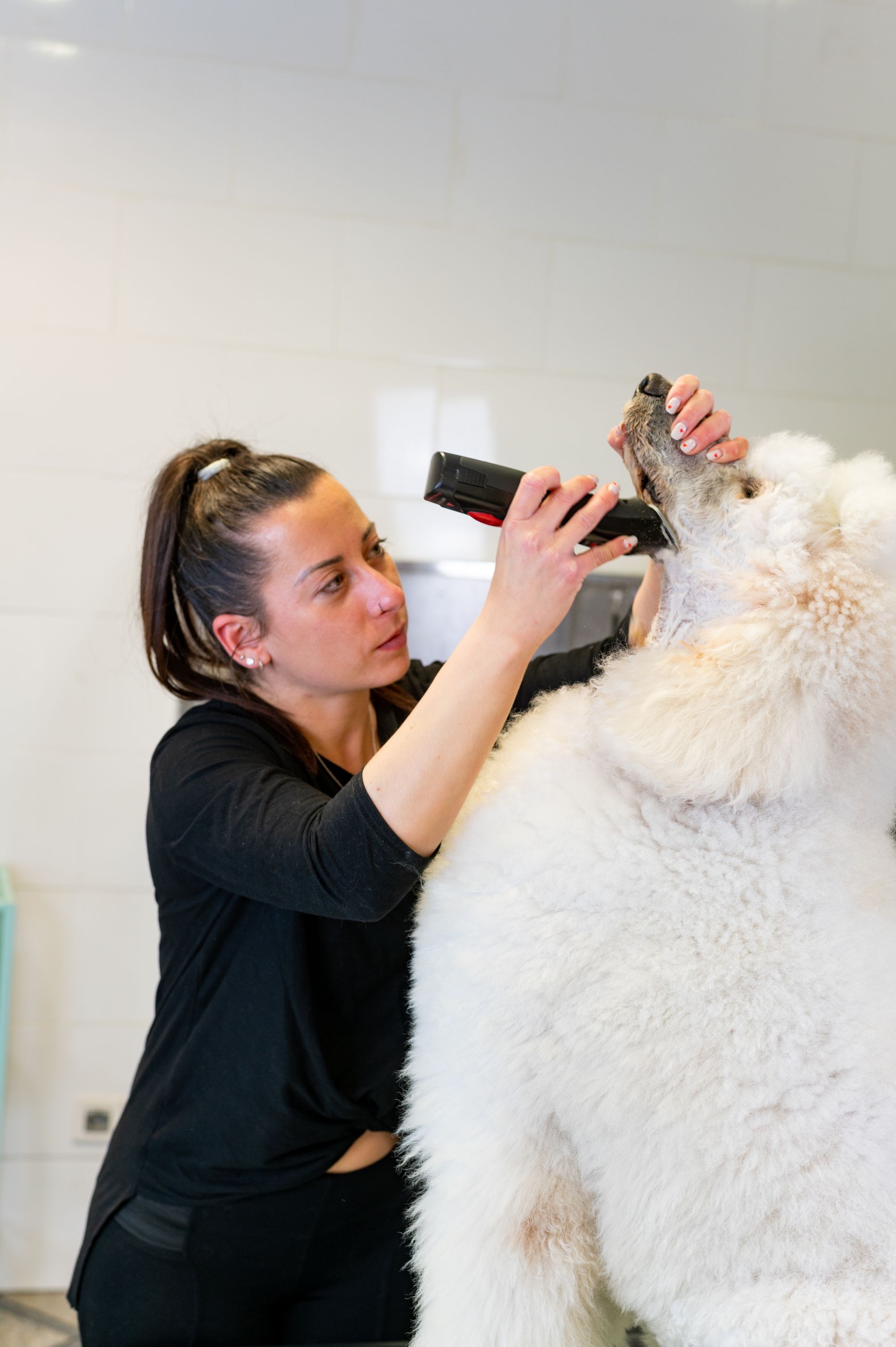 A woman is grooming a white dog with a hair dryer.