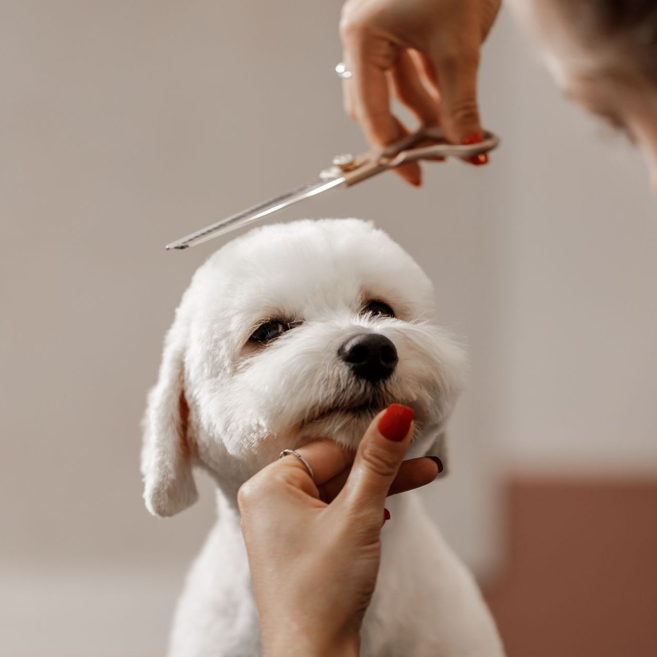 A woman is cutting a small white dog 's hair with scissors