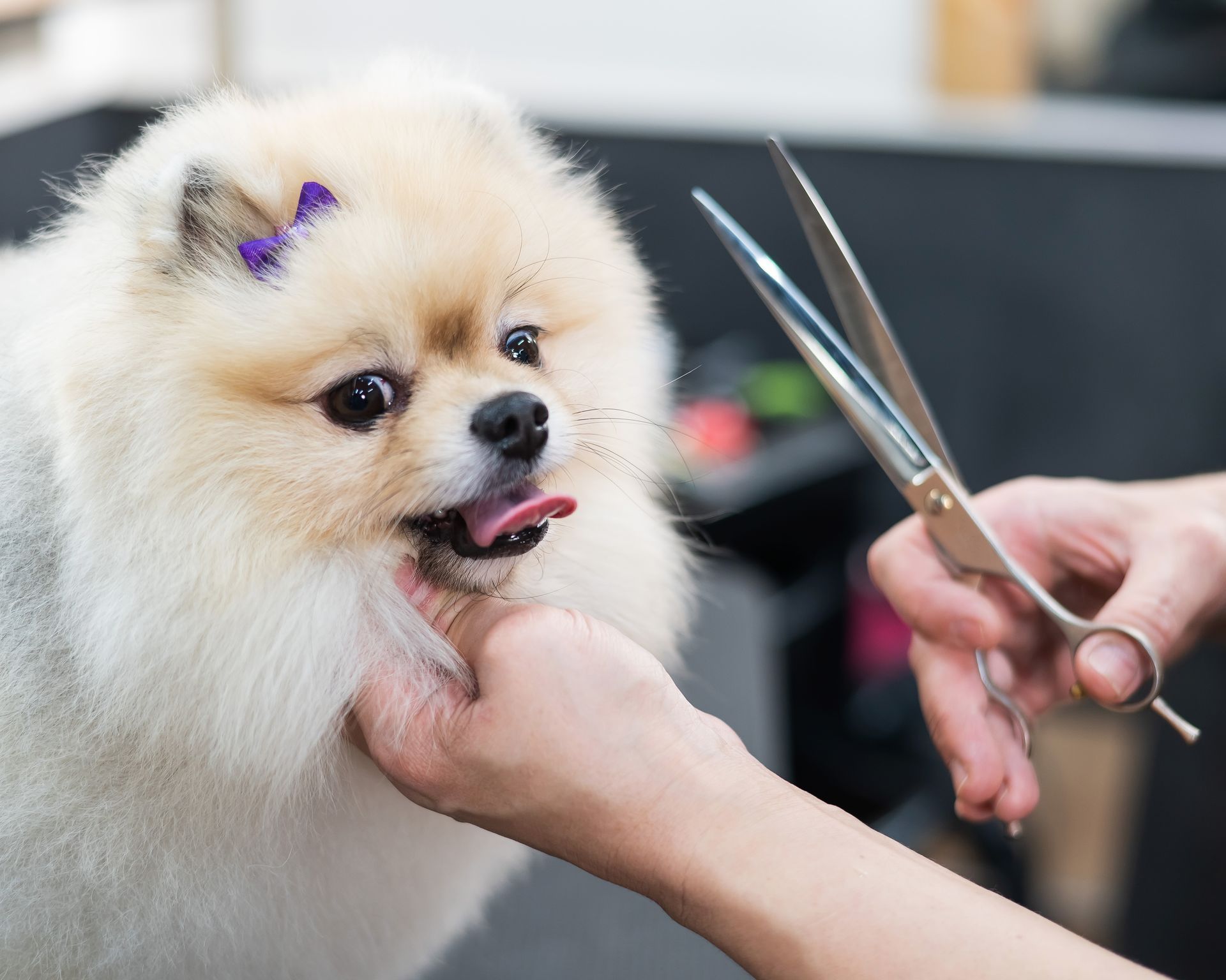 A Pomeranian dog is being groomed by a person with scissors.