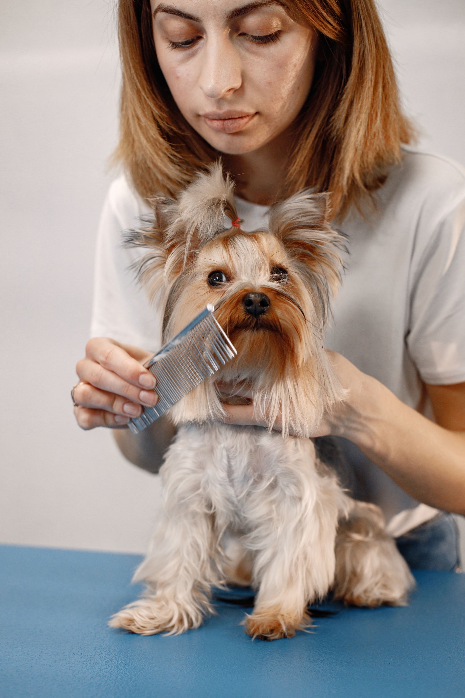A woman is brushing a small dog with a brush.