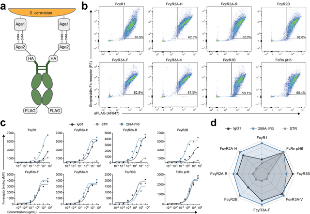 Generative design of antibody Fc-variants with synthetic and