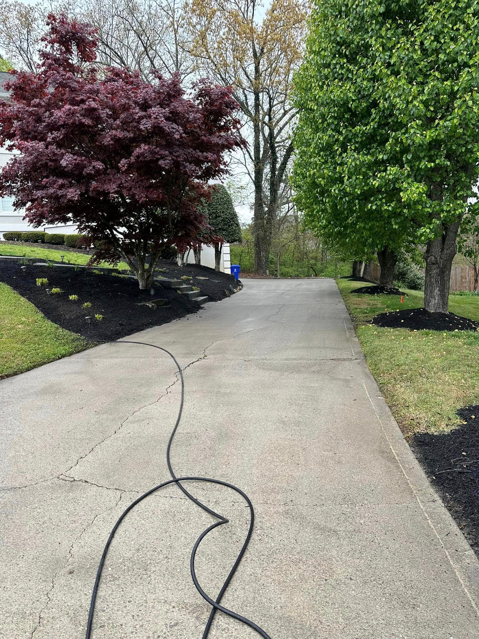 A concrete driveway leads toward a house between a purple-leafed tree on the left and a green tree on the right.