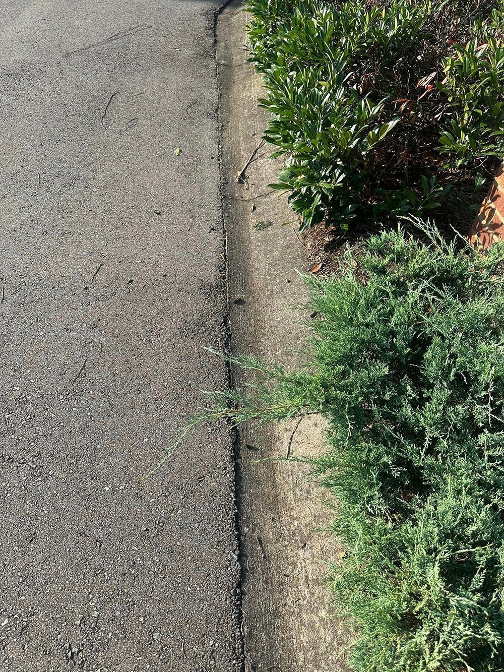 A close-up view of an asphalt driveway edge meeting a concrete border next to a green shrub.