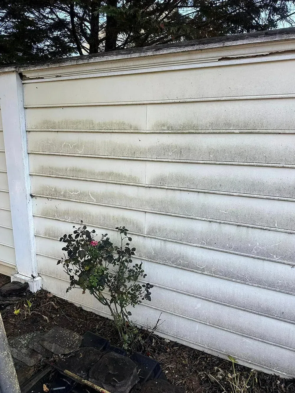 A white, ribbed garden fence with dark, mildewed stains, featuring a small rose bush growing at its base.