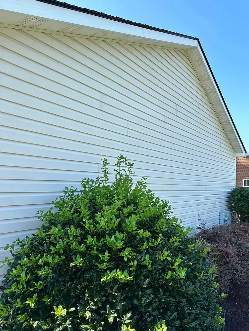 A large, manicured green shrub sits in front of a white, vinyl-sided house wall under a clear blue sky.