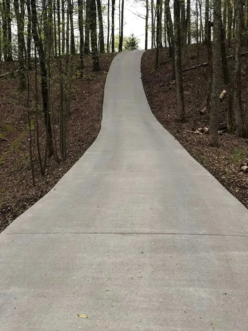 A gray concrete driveway ascends a gentle hill through a forest of tall, thin trees.