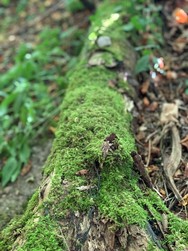 Faaborg Golfklub - Image 6