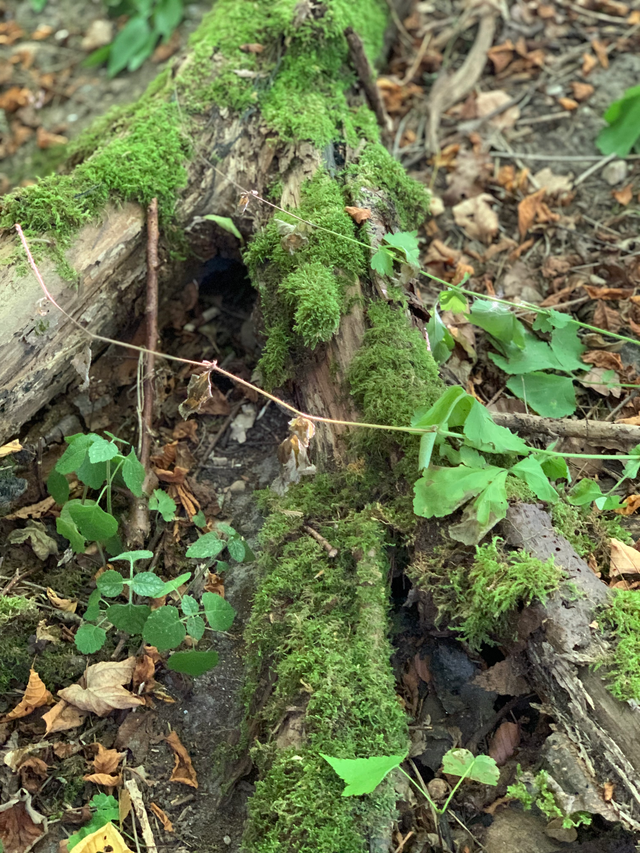 Faaborg Golfklub - Image 2