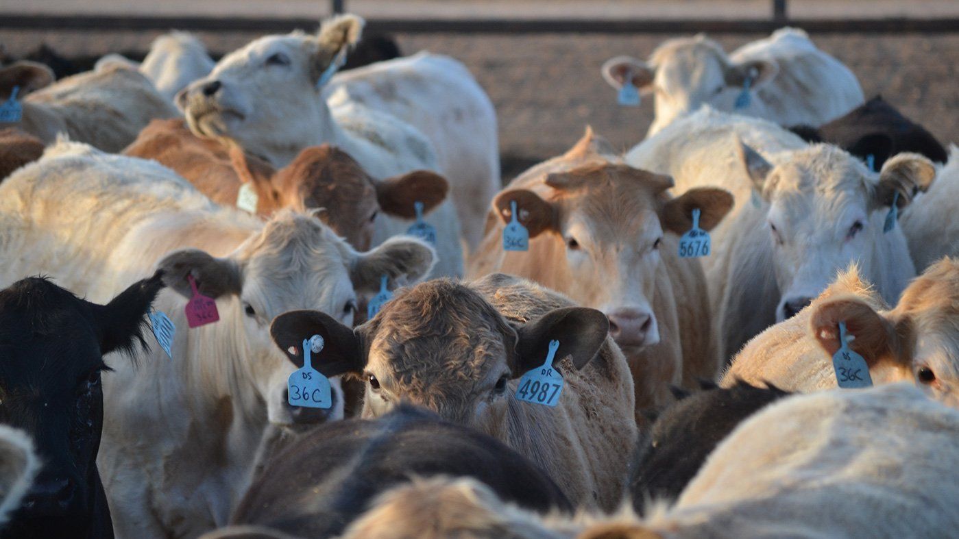 Cows