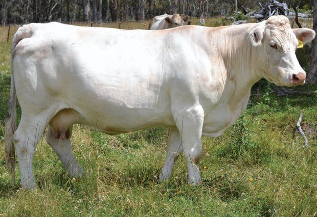 Glenlea Cow