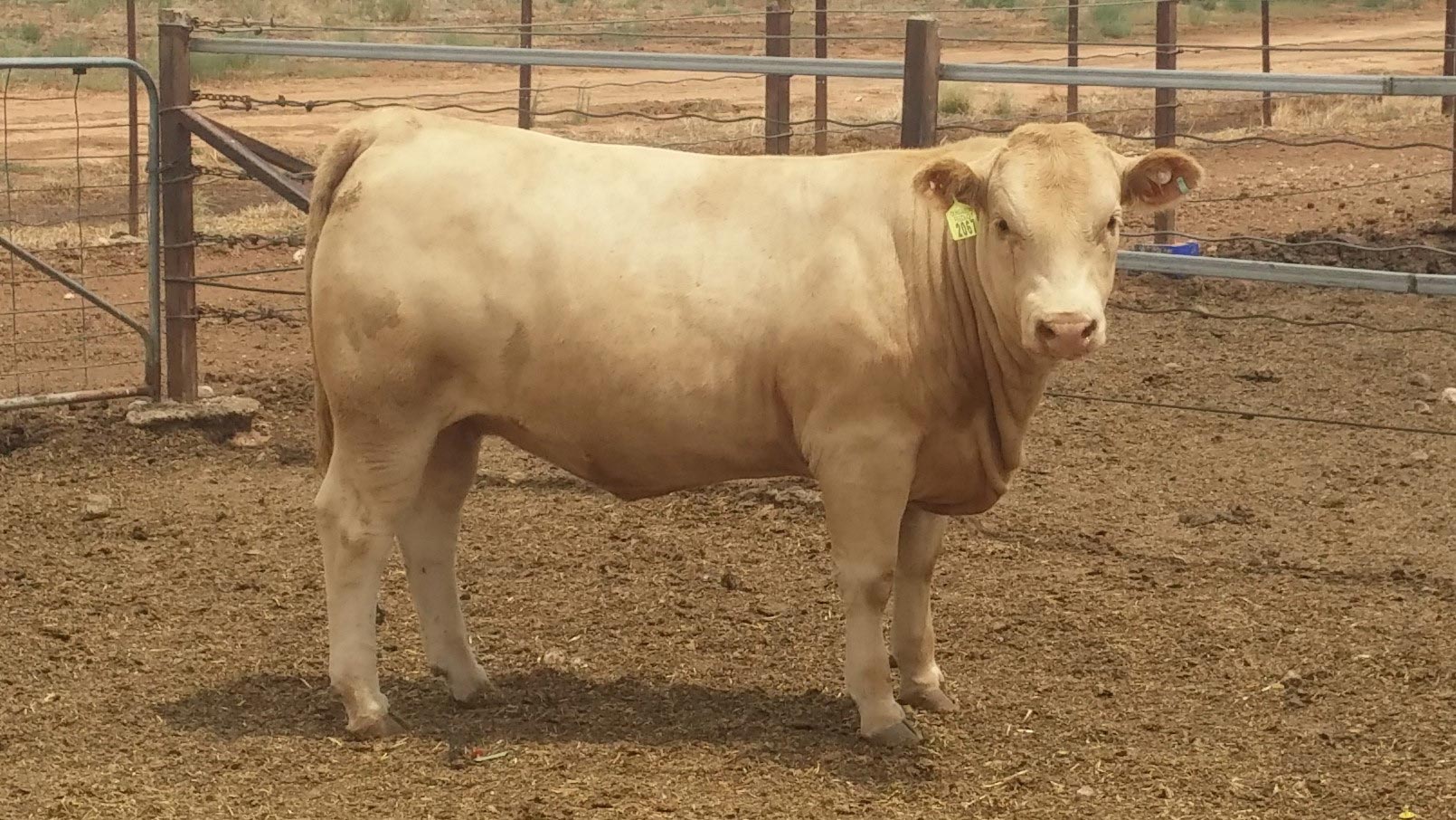 Charolais Red Factor Heifer
