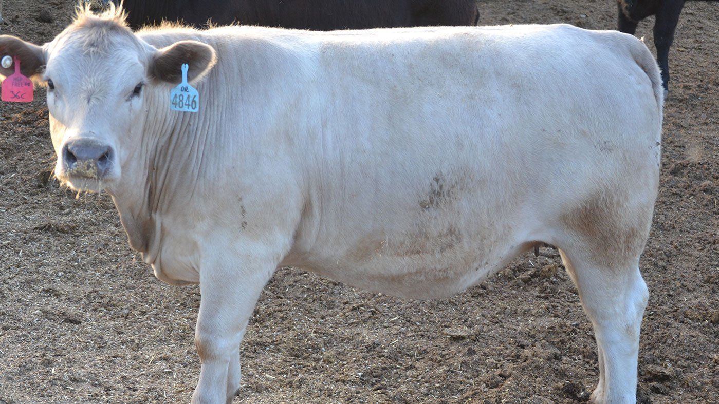 Charolais X Angus Heifers
