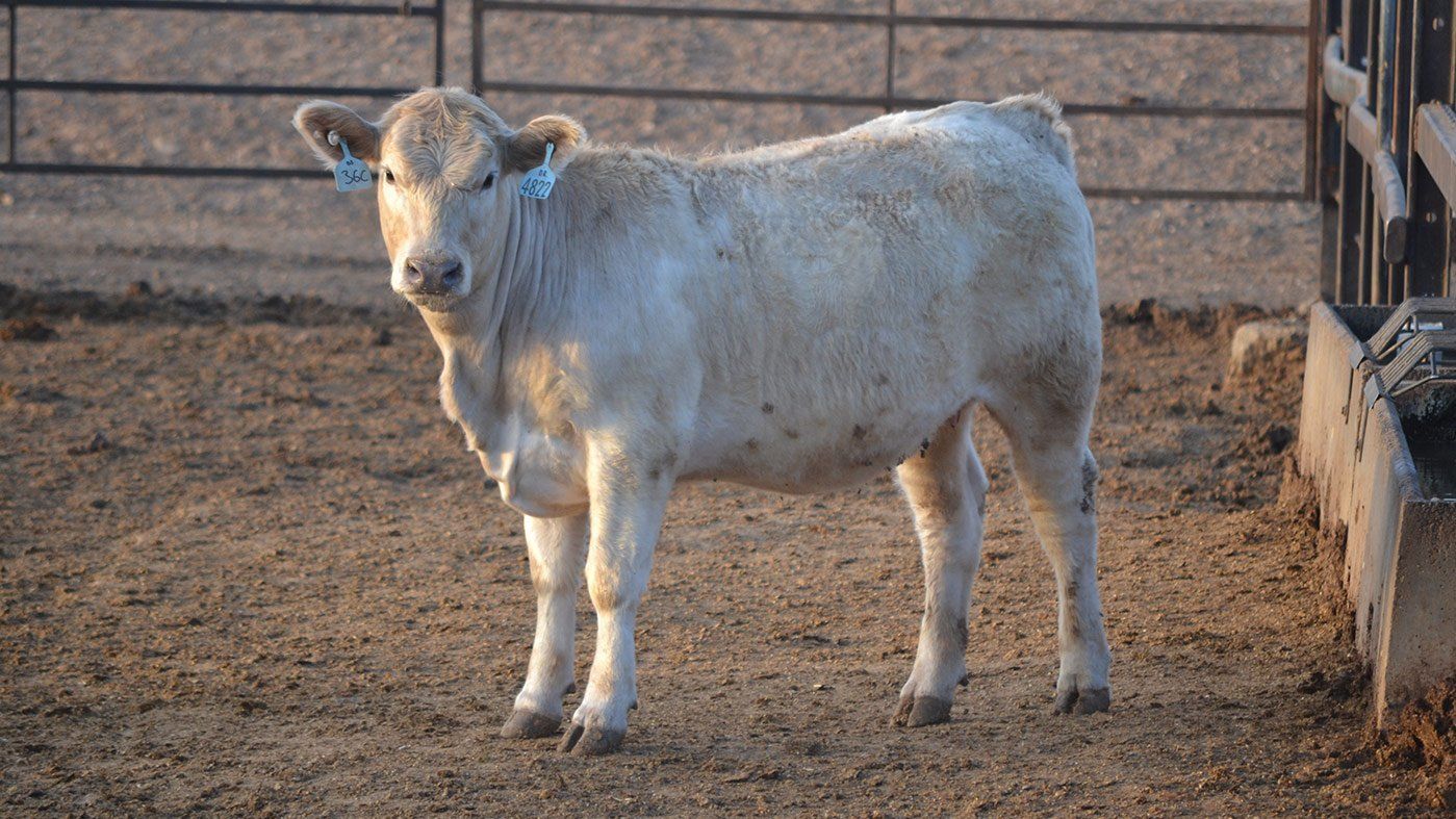 Charolais X Angus Heifers