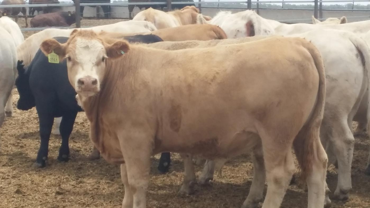 Classic Apricot Baldy Steer