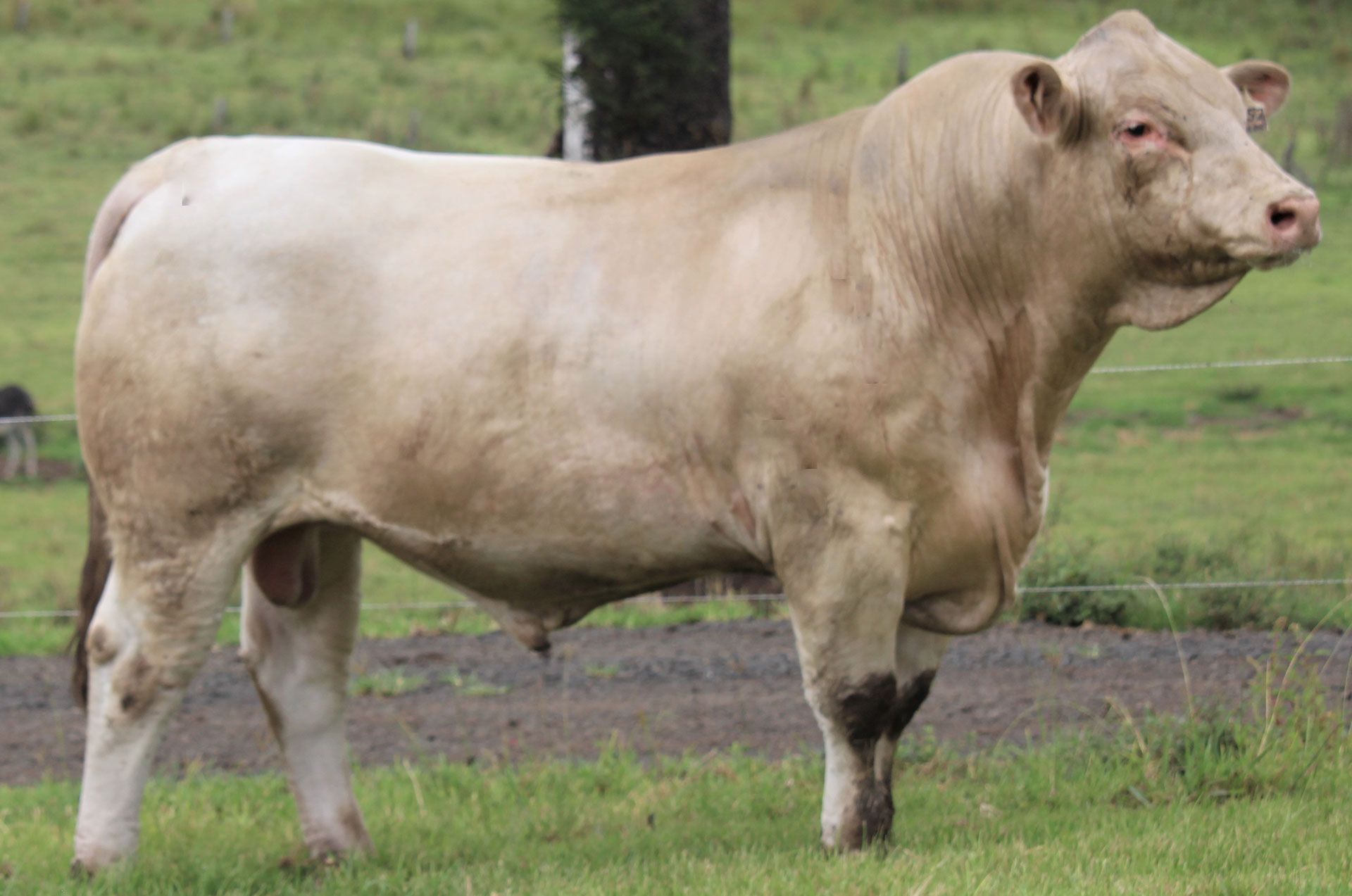 LOT-295