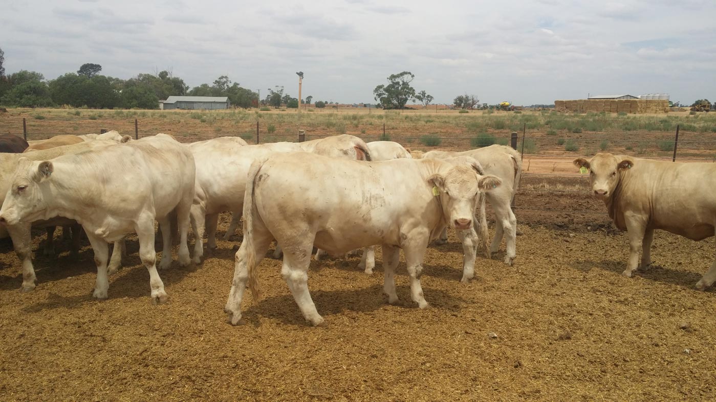 Purebred Heifers