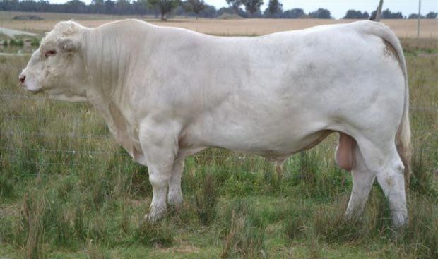 Glenlea Cow
