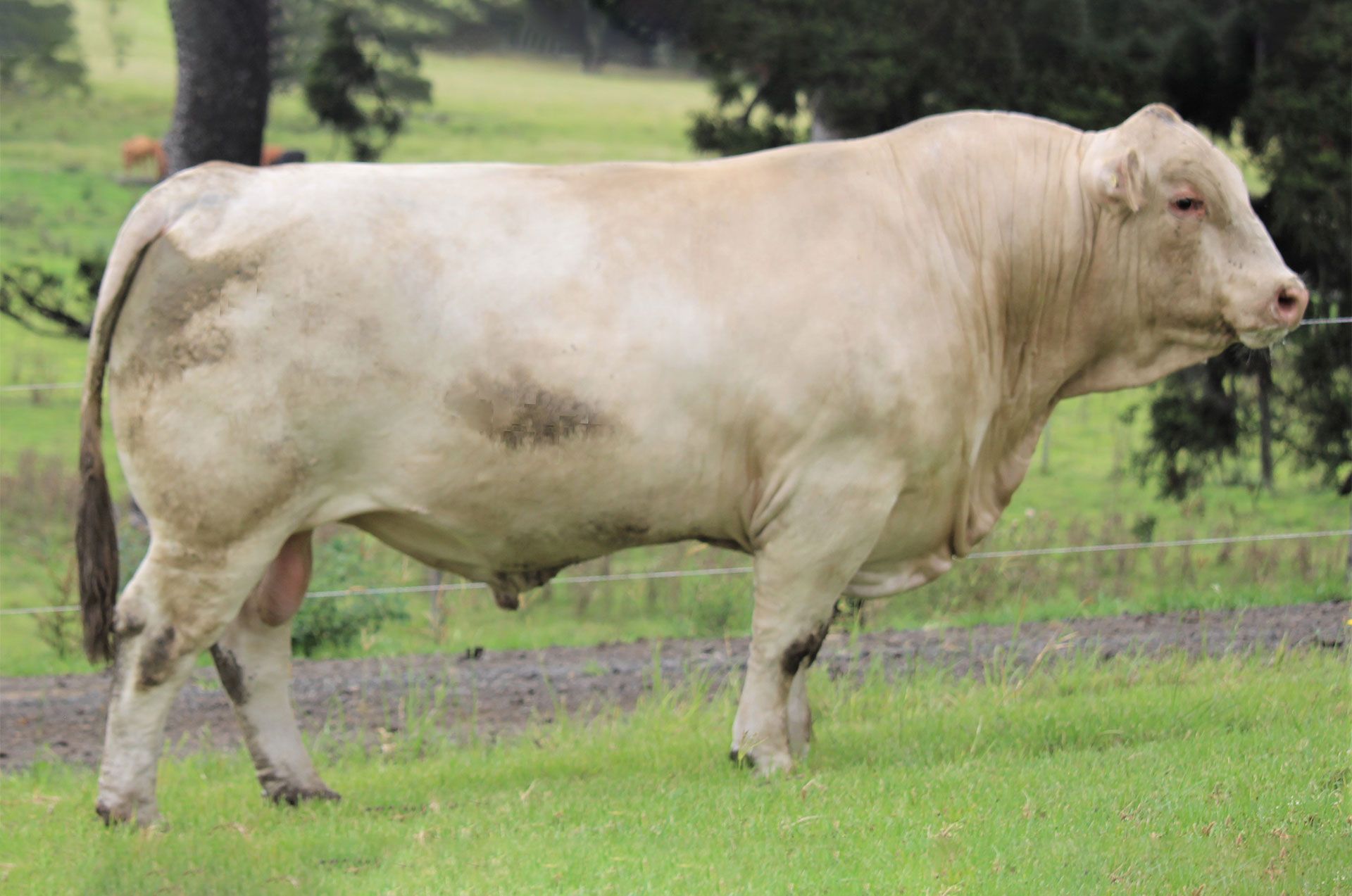 LOT-296