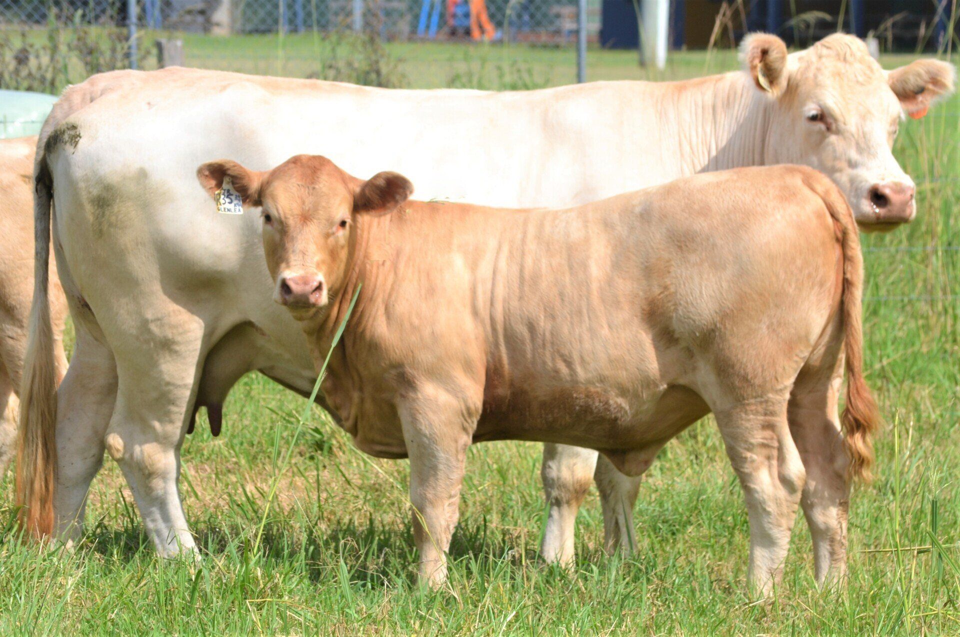 LOT-8-COW-AND-CALF