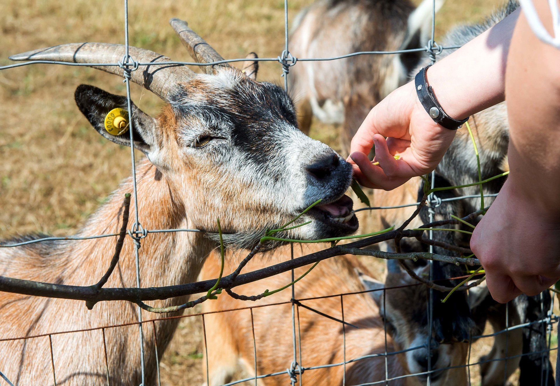 Familie camping Sjælland med klappedyr