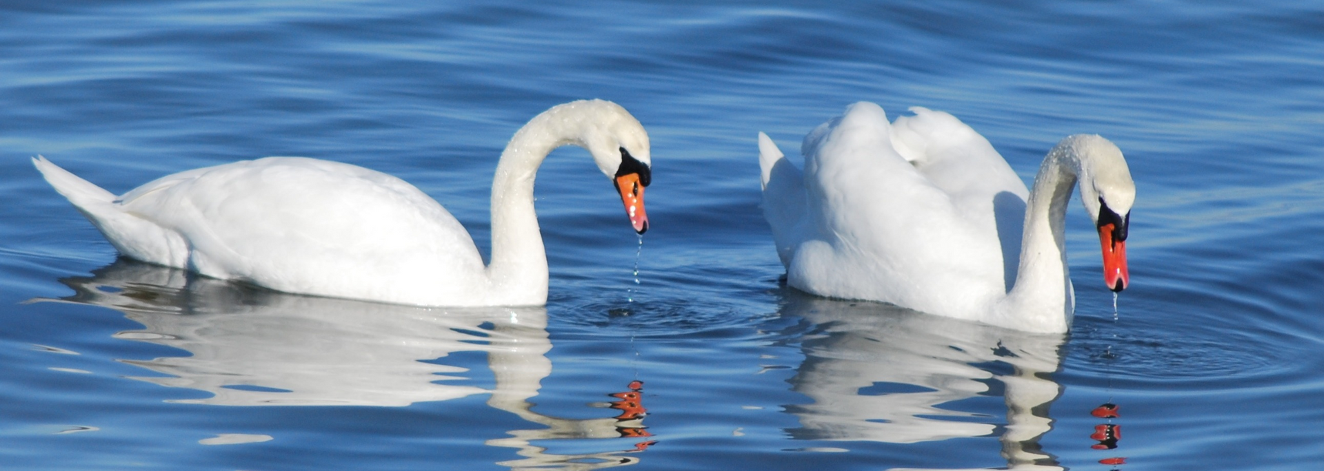 Picture of two Swans on water