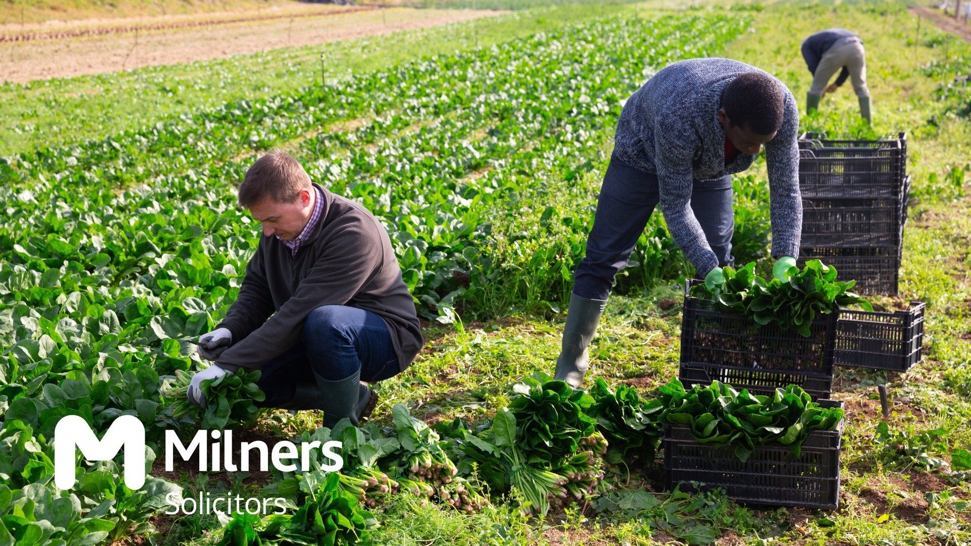 In 2019, the Tories debuted a new seasonal workers scheme to help UK farmers. But what's the state of the scheme now? And what does the future hold?