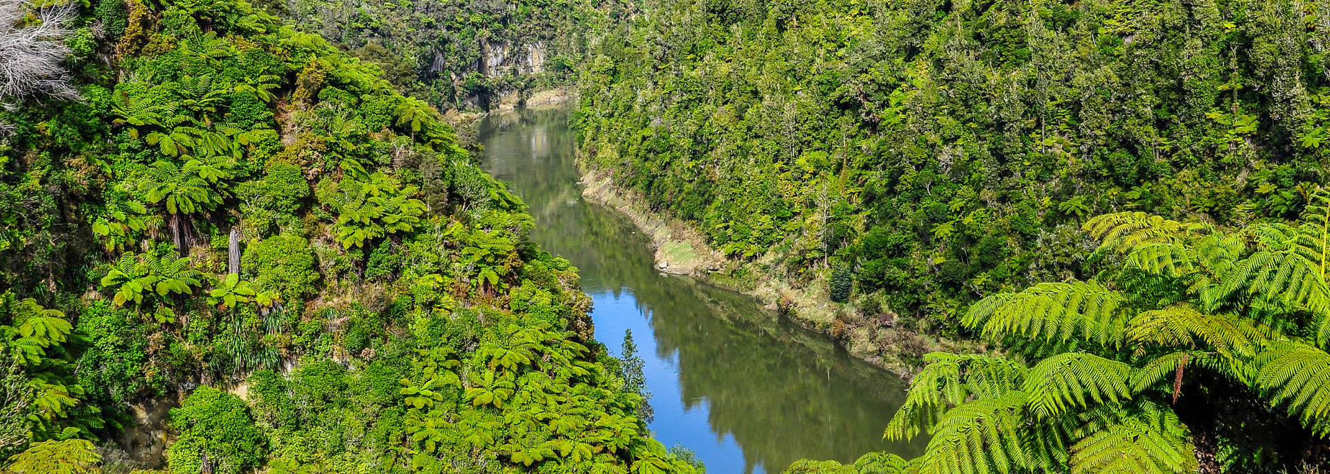 picture of the Whanganui River, New Zealand