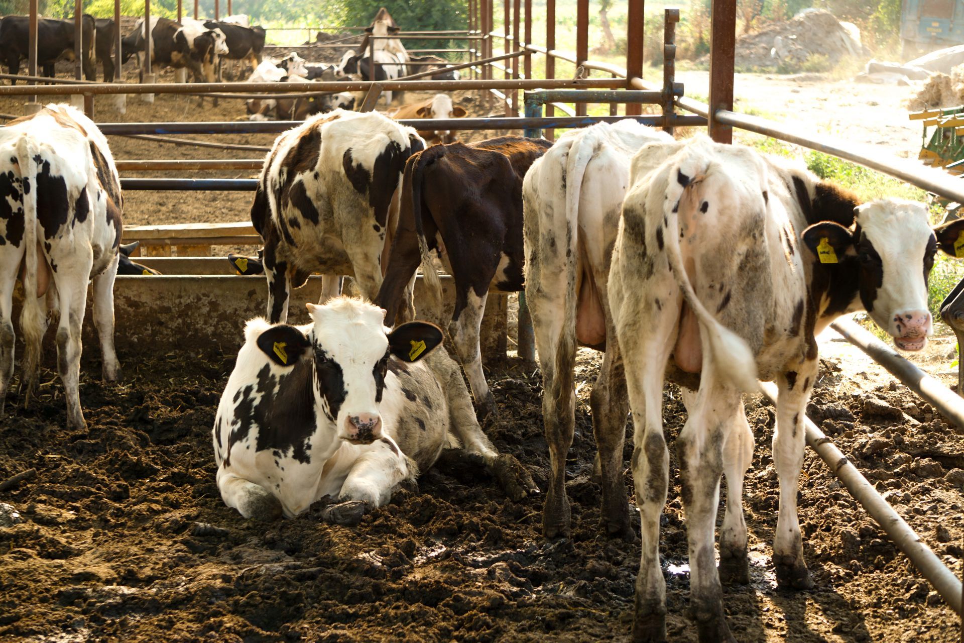A herd of cows are standing in a muddy area