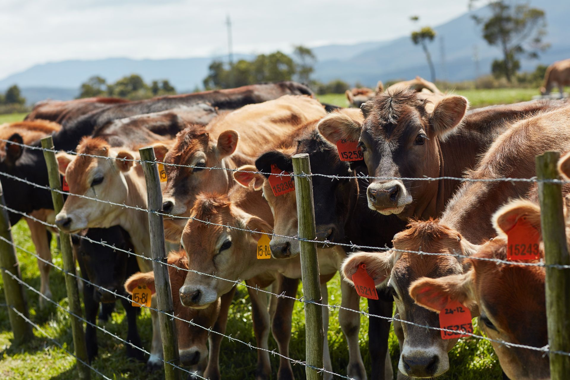 A herd of cows behind a barbed wire fence with a tag that says 1324
