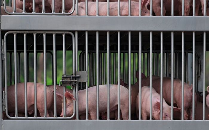 pigs are on the cage