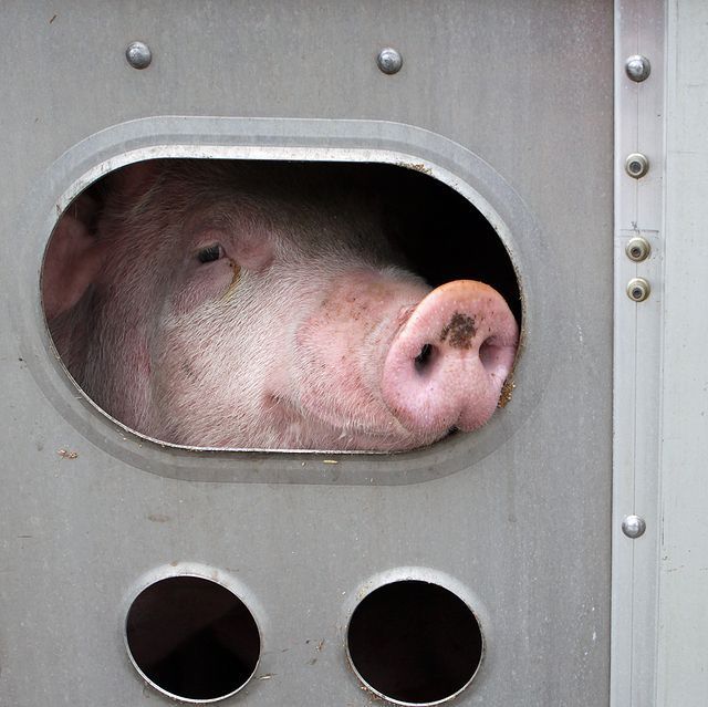 A pig is looking out of a livestock trailer