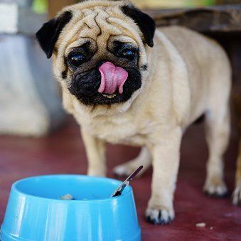 pug with dog bowl