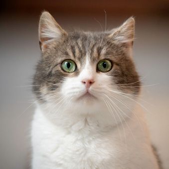 A close up of a gray and white cat with green eyes looking at the camera.