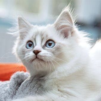 A white kitten with blue eyes is laying on a blanket and looking at the camera.