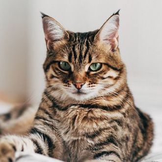 A cat is laying on a bed and looking at the camera.