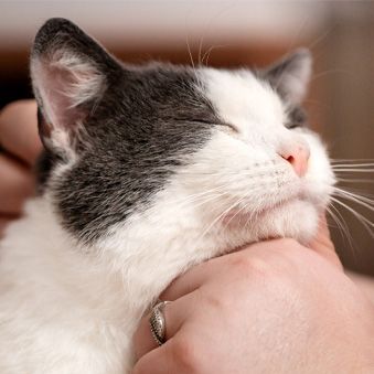 A gray and white cat is being held by a person with a ring on their finger.