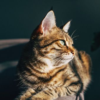 A close up of a cat sitting on a couch looking up.