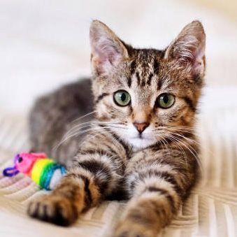 A kitten is laying on a bed with a toy in its paws.