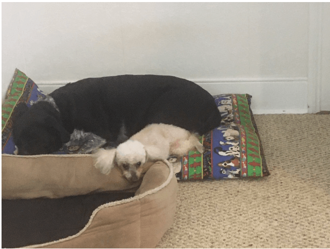 Dogs sleeping — Logan, OH — G. Drew Rolston, Atty., LLC