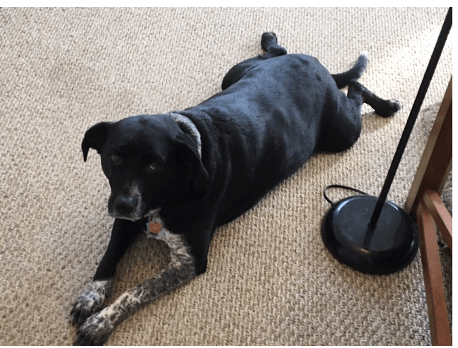 A black dog — Logan, OH — G. Drew Rolston, Atty., LLC