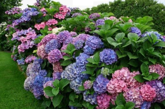 Purple And Pink Flowers — New Castle, DE — Ayala Landscaping