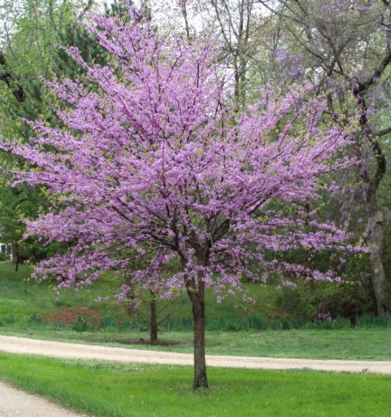 Pink Tree — New Castle, DE — Ayala Landscaping
