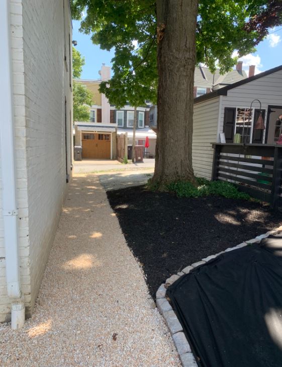 Huge Tree — New Castle, DE — Ayala Landscaping