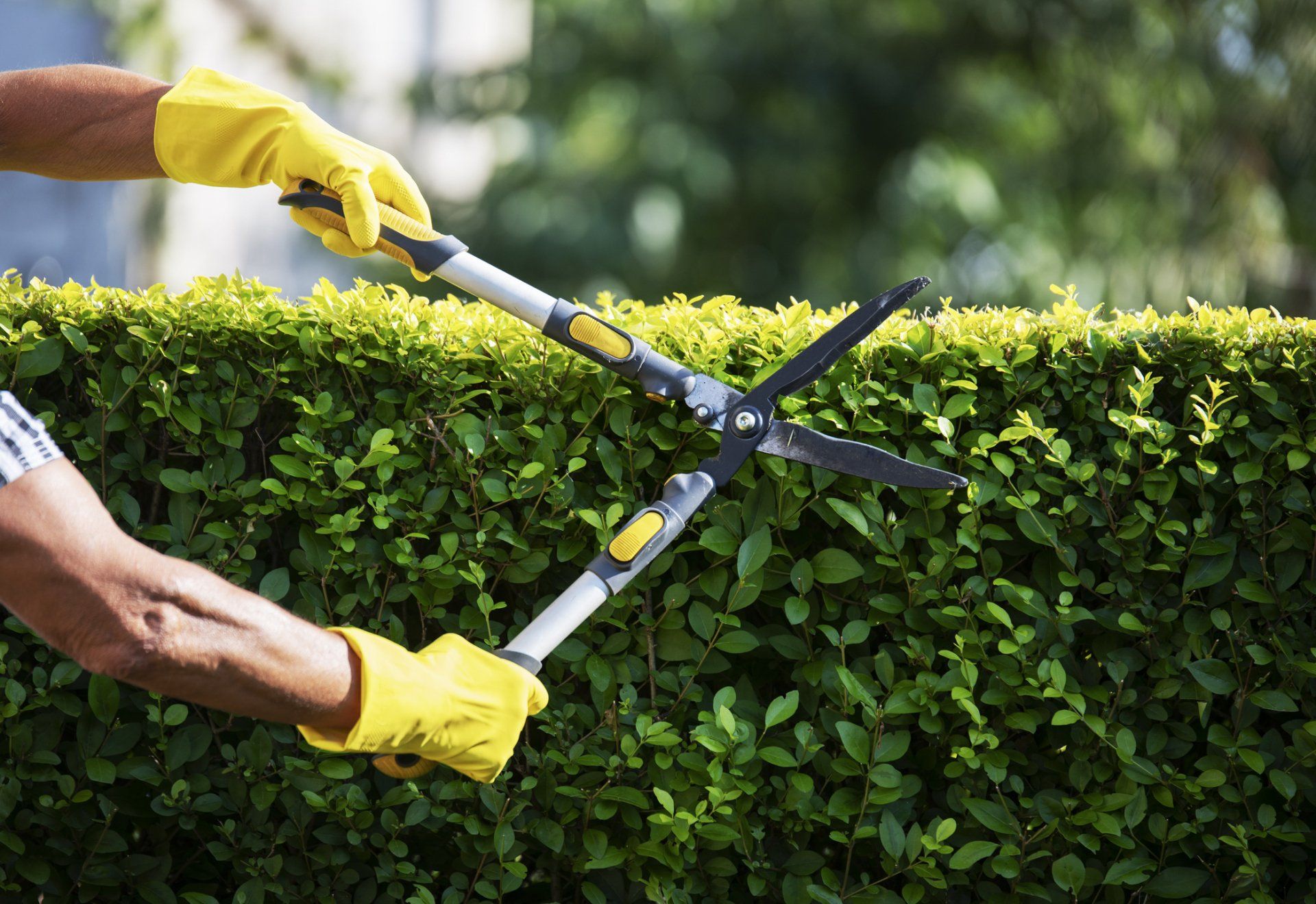 Pruning With Garden Scissors — New Castle, DE — Ayala Landscaping