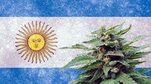argentina legaliza cultivo de maconha para consumo e uso medicinais próprios