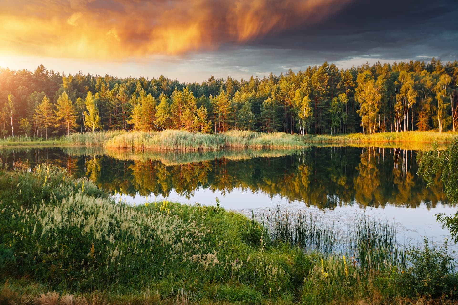 Lakeside forest at sunset; golden light reflects on the water, illuminating trees and reeds.