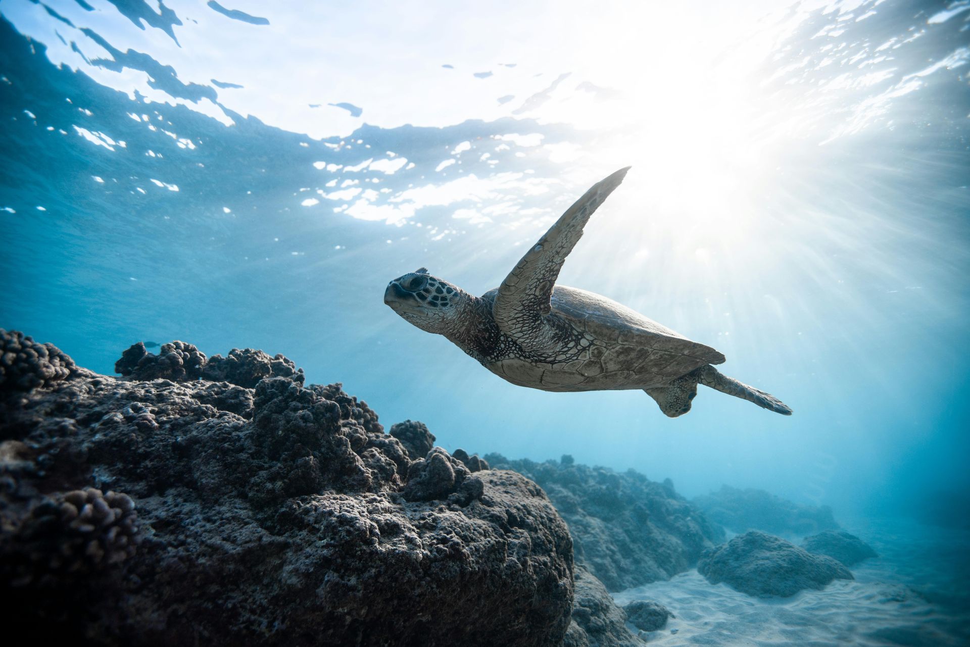 Sea turtle swims upward towards the bright sun in clear blue ocean.