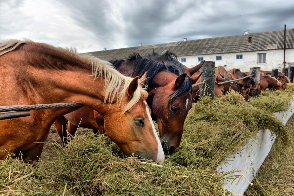 A Herd Of Horses Are Eating Hay From A Trough — D.T. Fencing In Bakers Creek, QLD