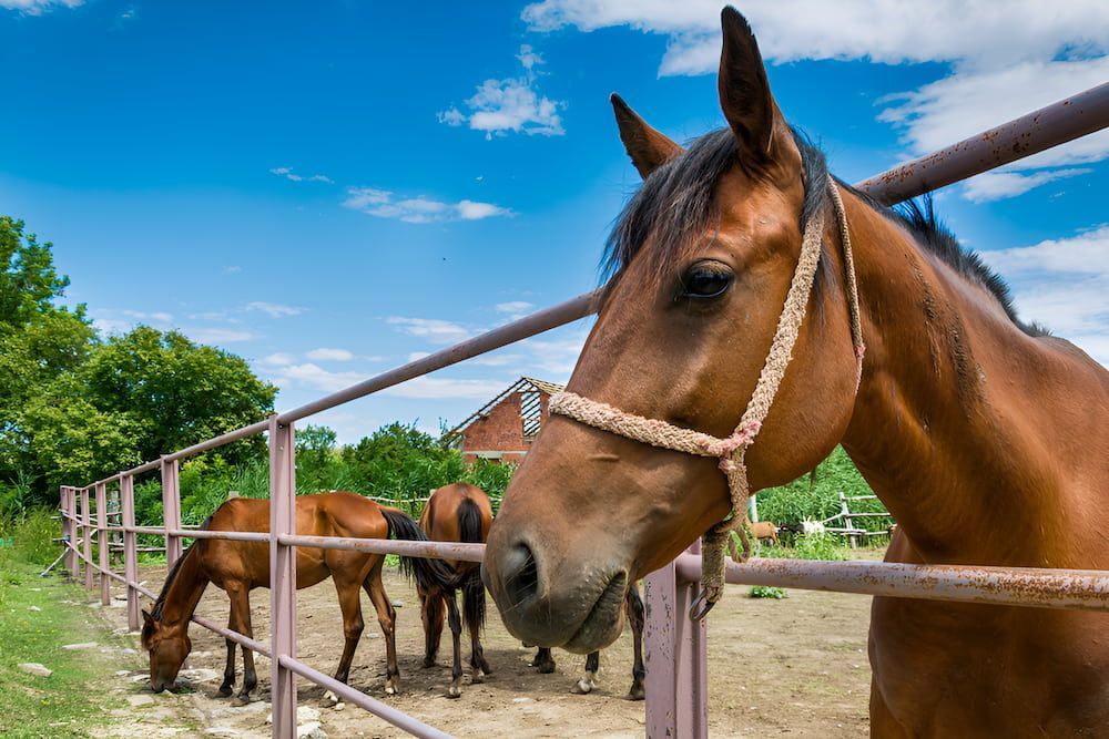A Group Of Horses Are Grazing In A Field Behind A Fence — D.T. Fencing In Bakers Creek, QLD